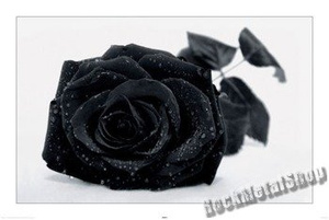 plakat GOTHIC ROSE