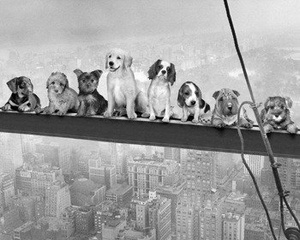 plakat DOGS ON GIRDER