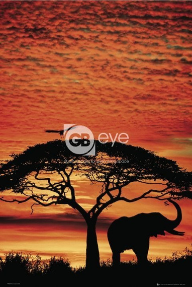 plakat AFRICA SUNSET - ELEPHANT