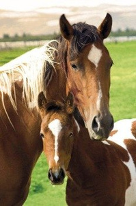 plakat HORSES - MARE AND FOAL