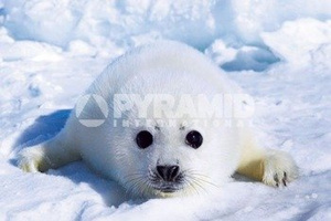 plakat HARP SEAL PUP