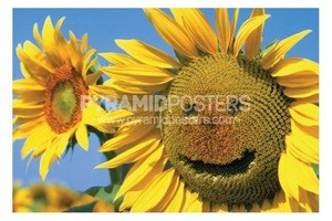 plakat SUNFLOWER SMILE