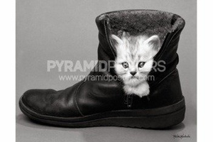 plakat KEITH KIMBERLIN - KITTEN IN A BOOT