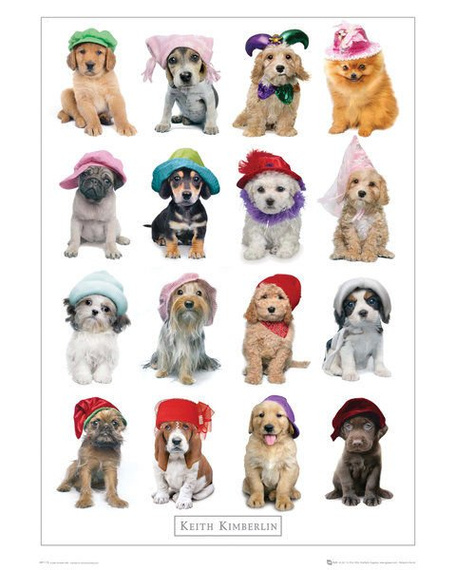 plakat KEITH KIMBERLIN - HATS