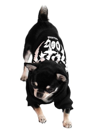 bluza dla psa KILLSTAR - GOTH DOG