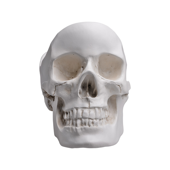 naczynie ozdobne SKULL TIDY WHITE