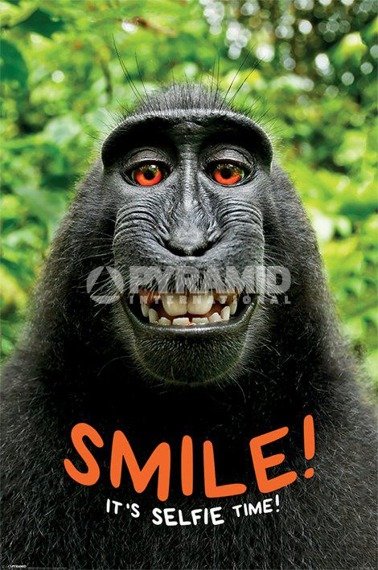 plakat SMILE! IT'S SELFIE TIME - MONKEY