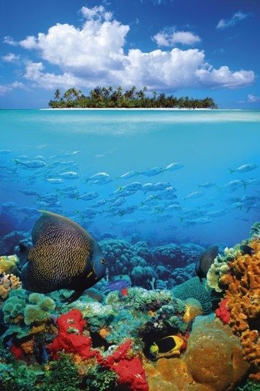 plakat TROPICAL UNDERWATER