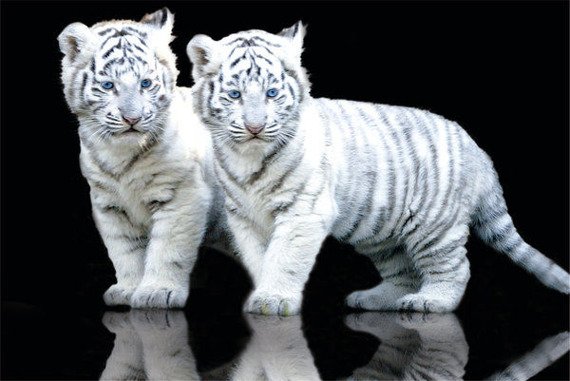 plakat WHITE TIGER - CUBS